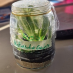 Ein verschlossener Glasbehälter mit einer Pflanze. Es stellt ein Modell des Wasserkreislaufes auf der Erde da.