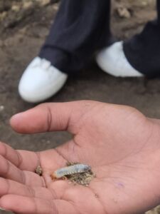 Hand hält eine kleine Larve mit etwas Erde, im Hintergrund sind weiße Schuhe und dunkle Hosen zu sehen