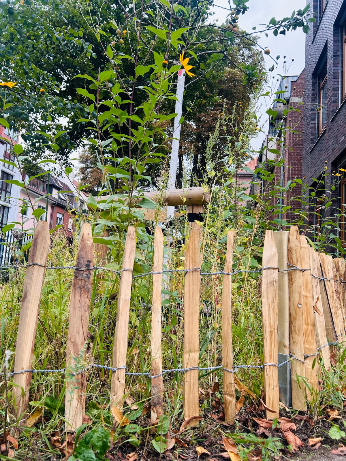 Holzzaun aus unregelmäßigen, vertikalen Latten umgibt eine Wildblumenwiese mit hohen Pflanzen zwischen Wohngebäuden und einer Schule.