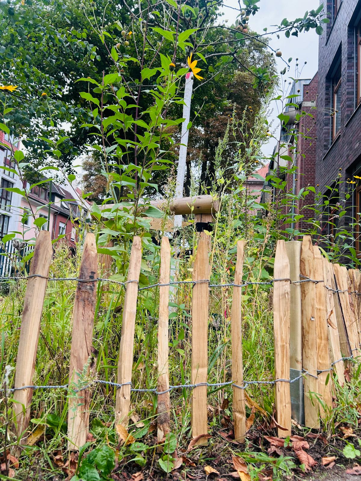 Holzzaun aus unregelmäßigen, vertikalen Latten umgibt eine Wildblumenwiese mit hohen Pflanzen zwischen Wohngebäuden und einer Schule.