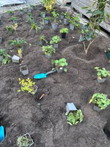 Beet mit frisch umgegrabener Erde und mehreren kleinen Pflanzen in Plastikbehältern sowie einer blauen Gartenschaufel